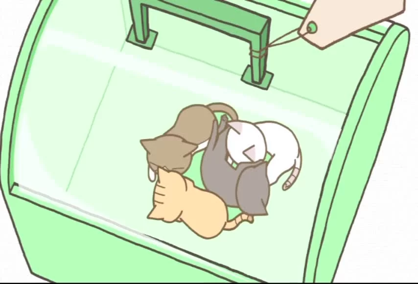 Кошачьи истории: Спецвыпуски смотреть онлайн